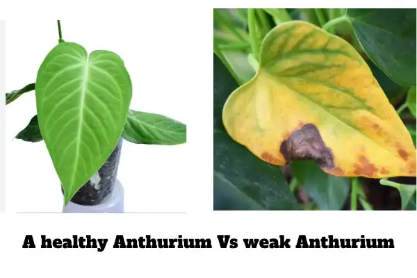 A healthy Anthurium Vs weak Anthurium due to low light