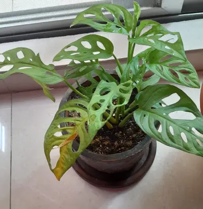 For lack of light Variegated Monstera with some faded areas