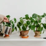 how to properly water indoor plants