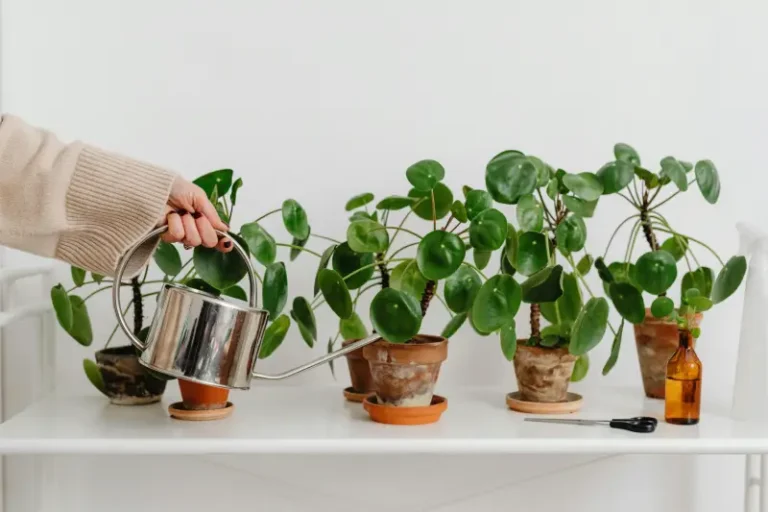 how to properly water indoor plants