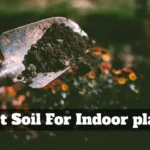 best soil for indoor plants