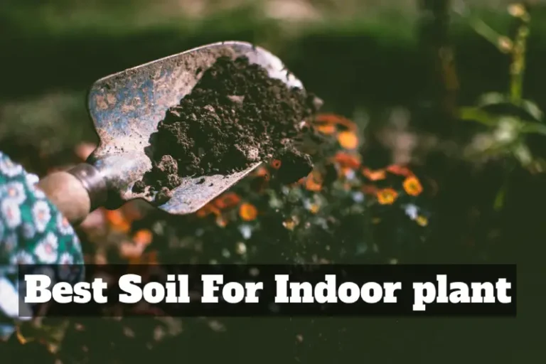 best soil for indoor plants