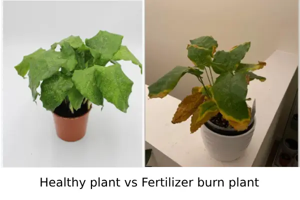 healthey plant vs fertilizer burn