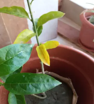 leaf turning yellow because this plant need more light. 