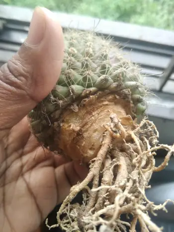 cactus root rot