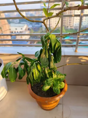 When your plant’s telling you it needs a little extra love and care.