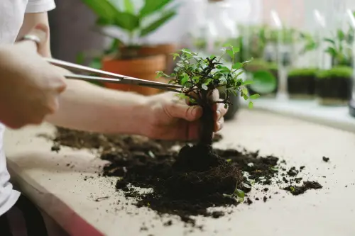 Indoor Plant Pruning Tips for Beginner