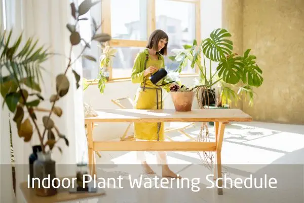 indoor plant watering schedule