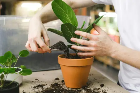 How to repotting houseplants